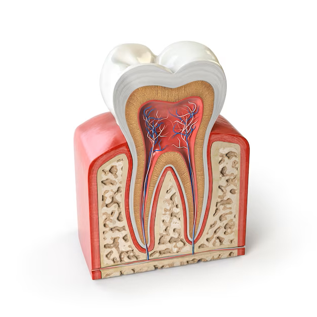 Endodonti